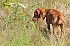 slides/mdgspc-20090913_58_DSC_5510.jpg  Mason-Dixon German Shorthaired Pointer Club - Fall 2009 Training Day