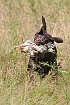 slides/mdgspc-20090913_61_DSC_5518.jpg  Mason-Dixon German Shorthaired Pointer Club - Fall 2009 Training Day