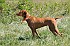 slides/mdgspc-20090913_62_DSC_5522.jpg  Mason-Dixon German Shorthaired Pointer Club - Fall 2009 Training Day