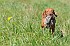 slides/mdgspc-20090913_63_DSC_5524.jpg  Mason-Dixon German Shorthaired Pointer Club - Fall 2009 Training Day