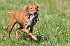 slides/mdgspc-20090913_64_DSC_5526.jpg  Mason-Dixon German Shorthaired Pointer Club - Fall 2009 Training Day